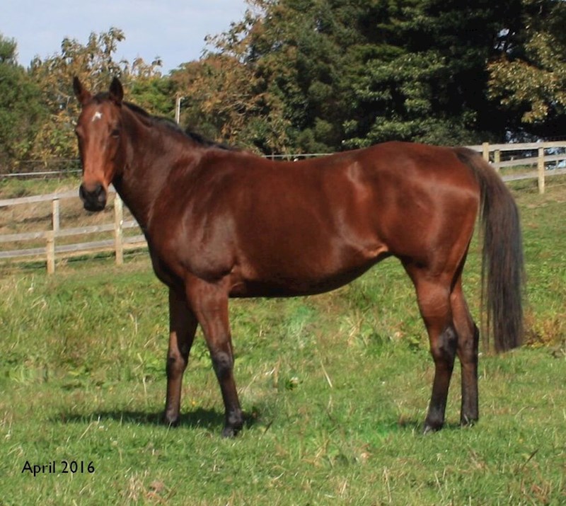 Lot 61 Al Yamama - Fusaichi Pegasus | Piavonic - gavelhouse.com